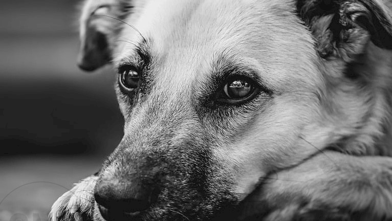 Promotion image of Create Emotional Pet Adoption Videos with AI article.